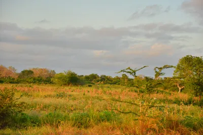 DSC_4267 (Large).JPG